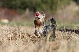 YORKSHIRE TERRIER 255